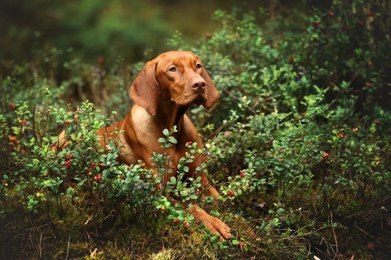 Hermosa mezcla de laboratorio Vizsla