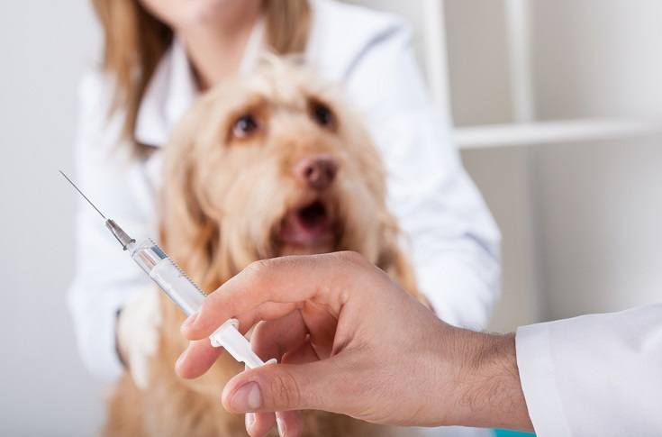 psí veterinář injekce