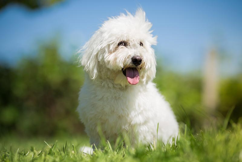 coton de tulear pes sedí venku