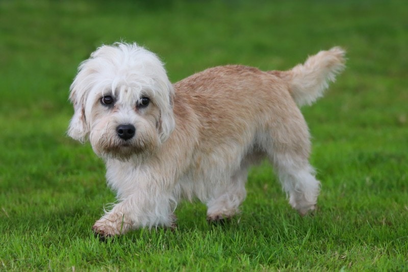 Dandie Dinmont teriér chůze po trávě