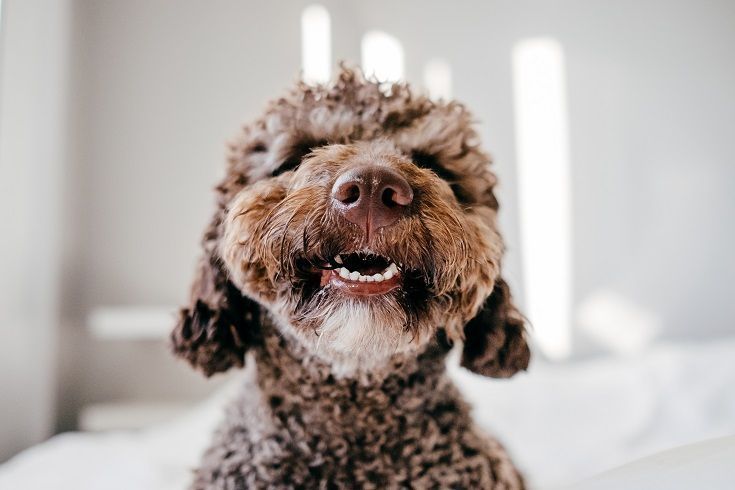 Hund sunne tenner_Shutterstock_Lucia Romero