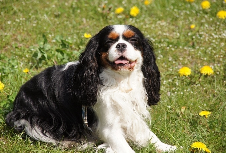 Tříbarevný kavalír King Charles španěl