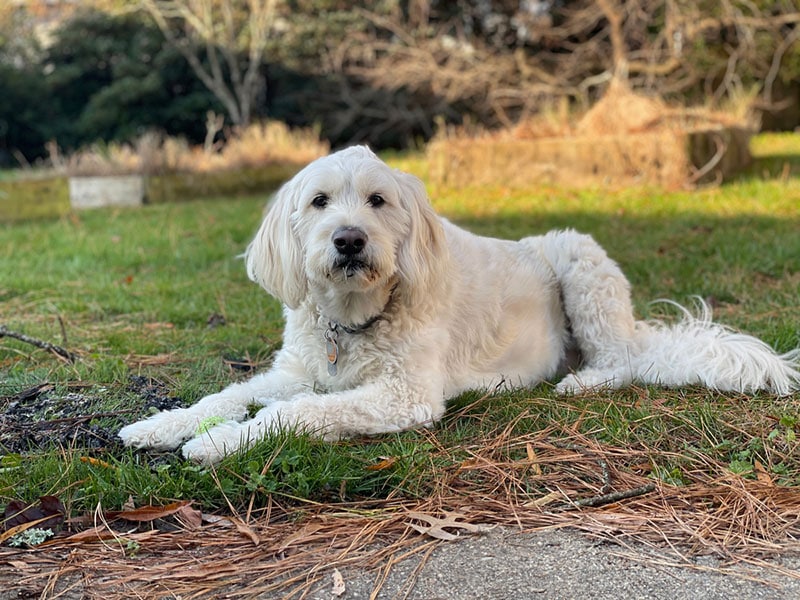 goldendoodle pes ležící na zemi
