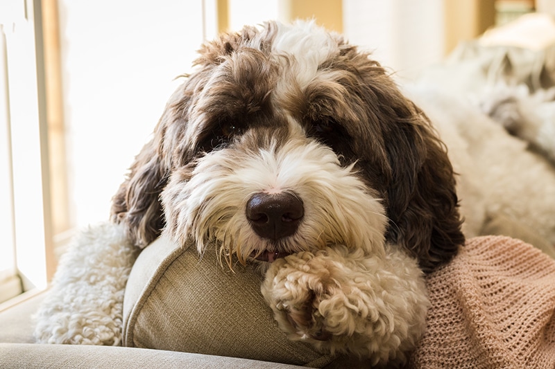labradoodle pes ležící na zadní straně gauče