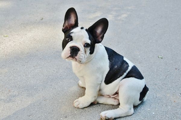 prantsuse buldog