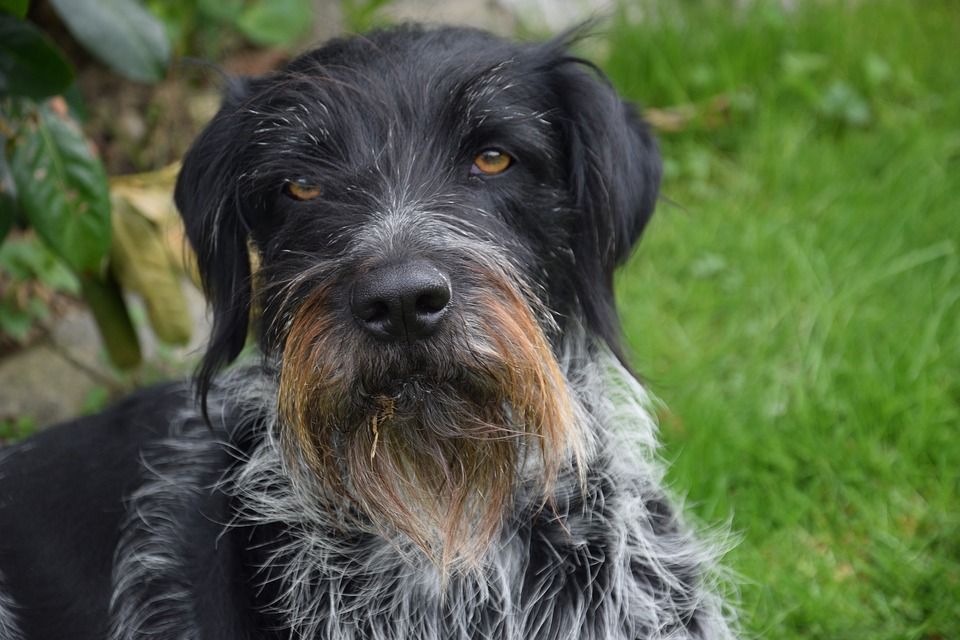 Tysk Wirehaired Pointer