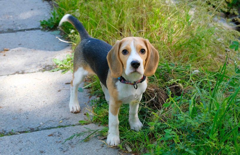 Seks måneder gammel Beagle-valp_Sava312_shutterstock