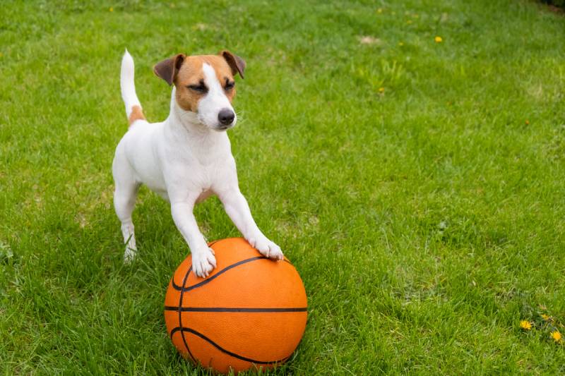 jack russell teriér pes s basketbalovým míčem na zeleném trávníku