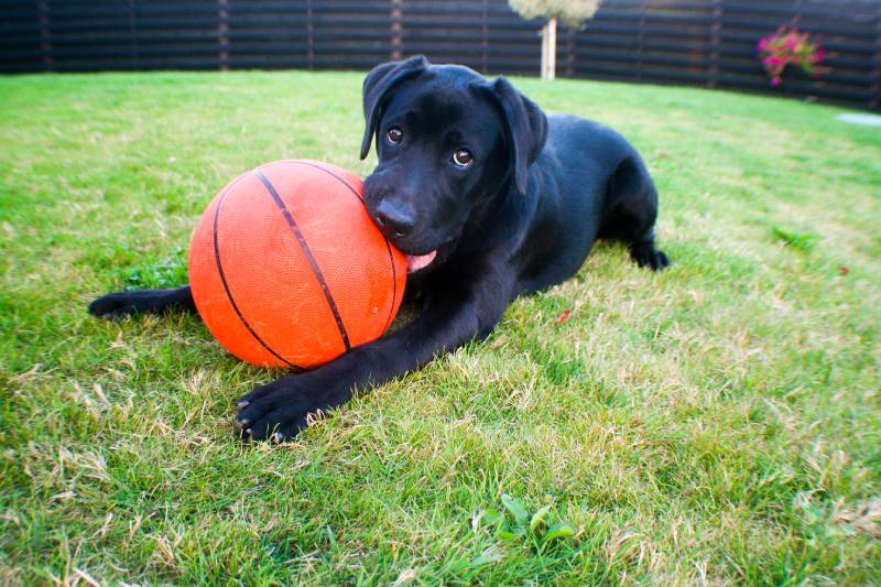 černý pes kousající basketbalovou hračku