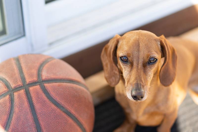 malý pes s basketbalovým míčem venku