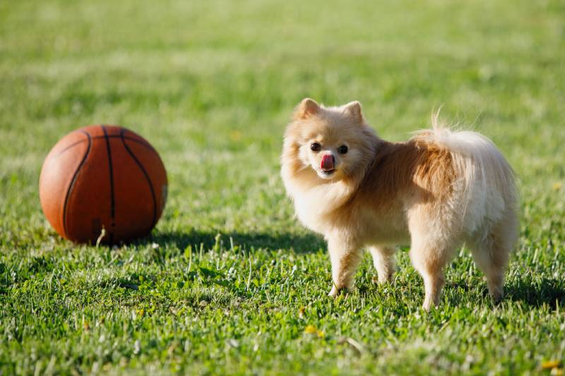 Červený pomeranský špic si hraje s basketbalovým míčem na zeleném trávníku
