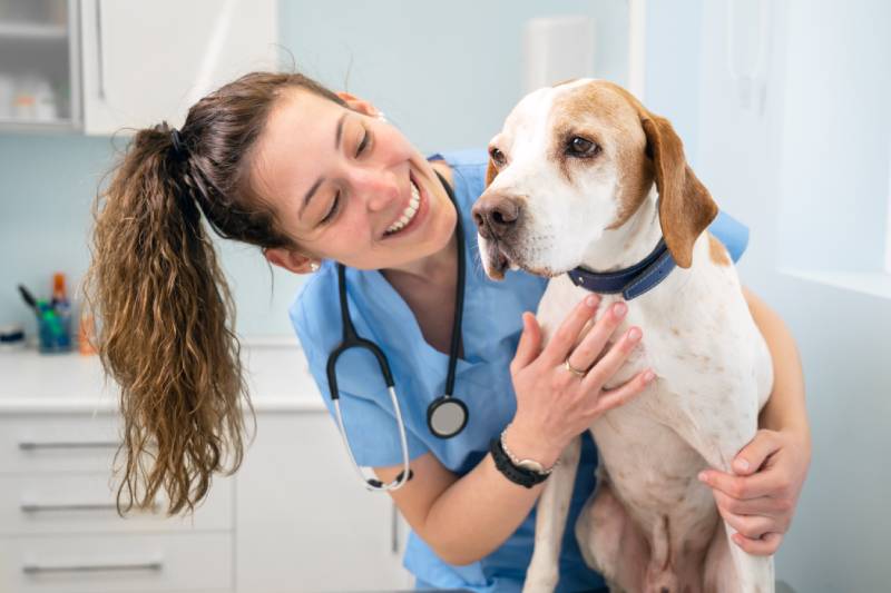 Mladá šťastná veterinární sestra s úsměvem při hraní se psem