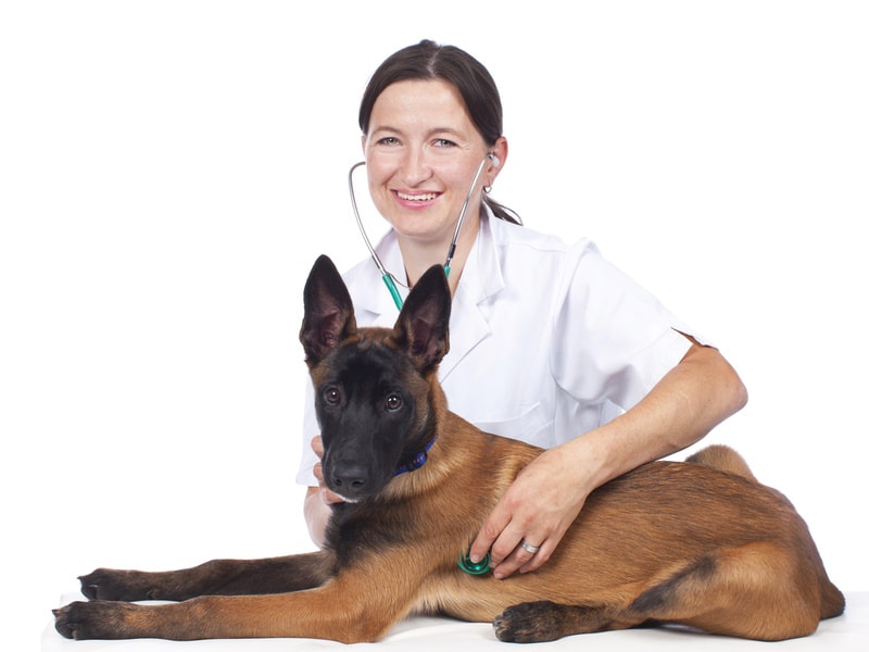 belgický malinois pes na veterinární klinice