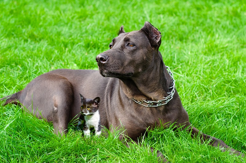 Pitbull pes s kotě ležícího na trávě