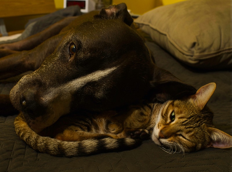 Docela domácí kočka uklidňující senior pitbull pes