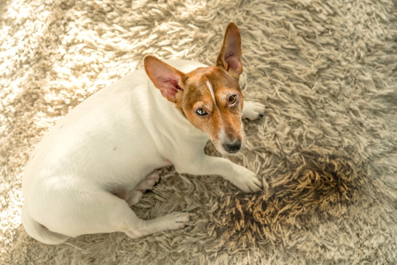 jack russell teriér pes ležící na koberci poblíž mokré louže s močí