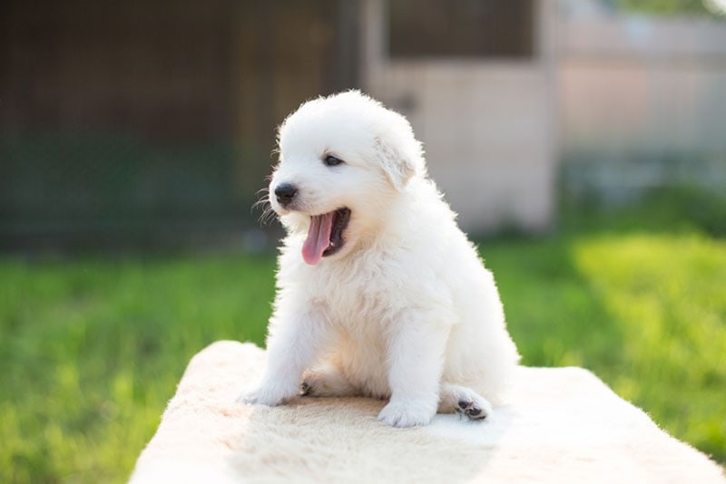abruzzese mastiff štěně sedící venku