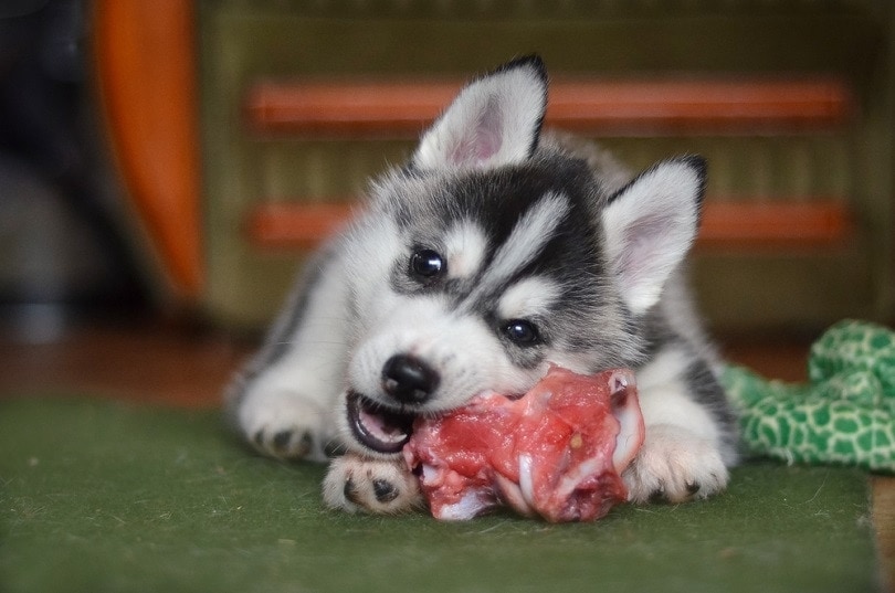 Štěně sibiřského huskyho jíst meat_Tati argent_shutterstock