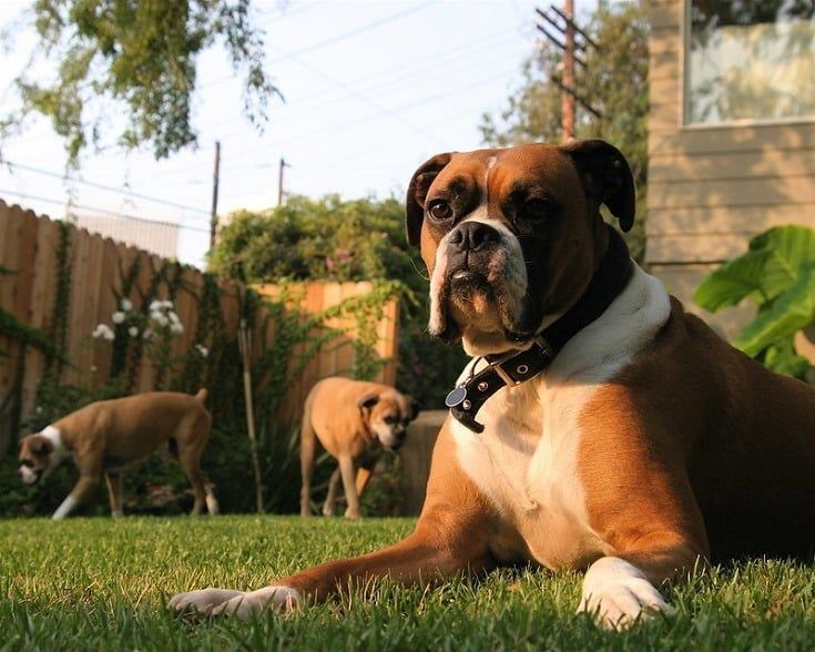 Boxer hunder