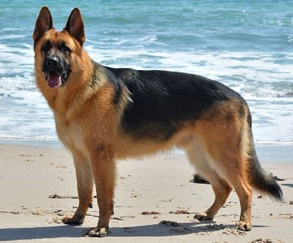 Schæferhund på strandsand