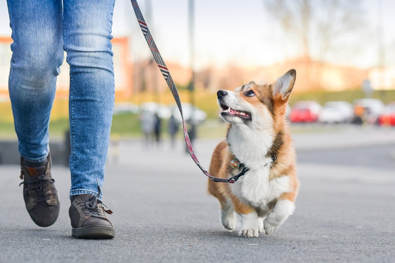 Pembroke welsh corgi pes chodí na vodítku s majitelem