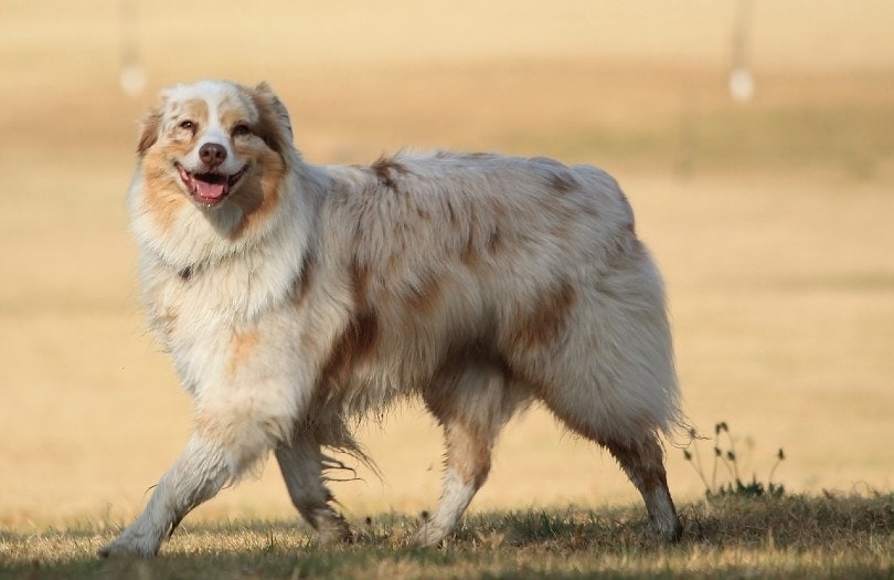 usmívající se australský ovčák waling v poli