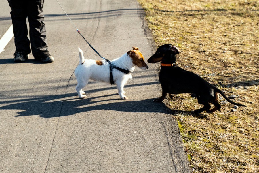 jack russell a jezevčík