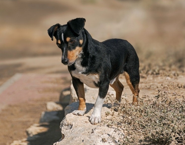 doxiepin