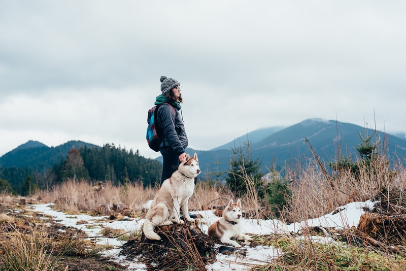 sibiřští husky psi na turistické stezce