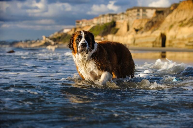 Venkovní portrét psa Saint Bernard na pláži stojící ve vodě