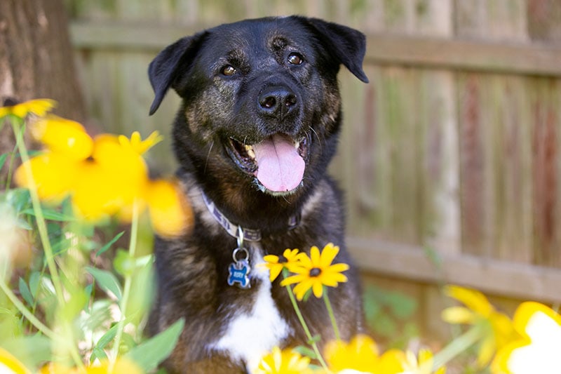 Akita rotvajler mix obklopený květinami