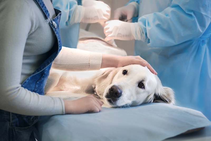 Retrívr pes ve veterinární medicíně