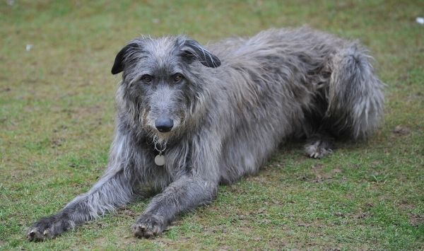 Deerhound escocés