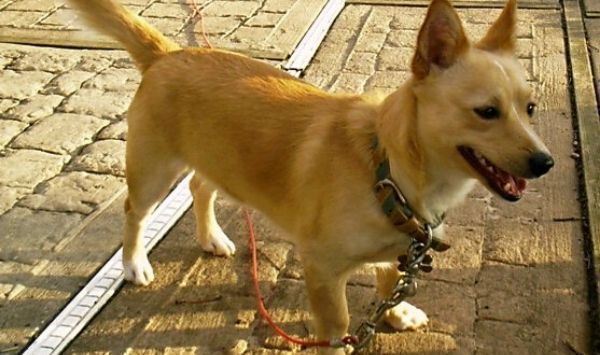 Podenco pequeño portugués