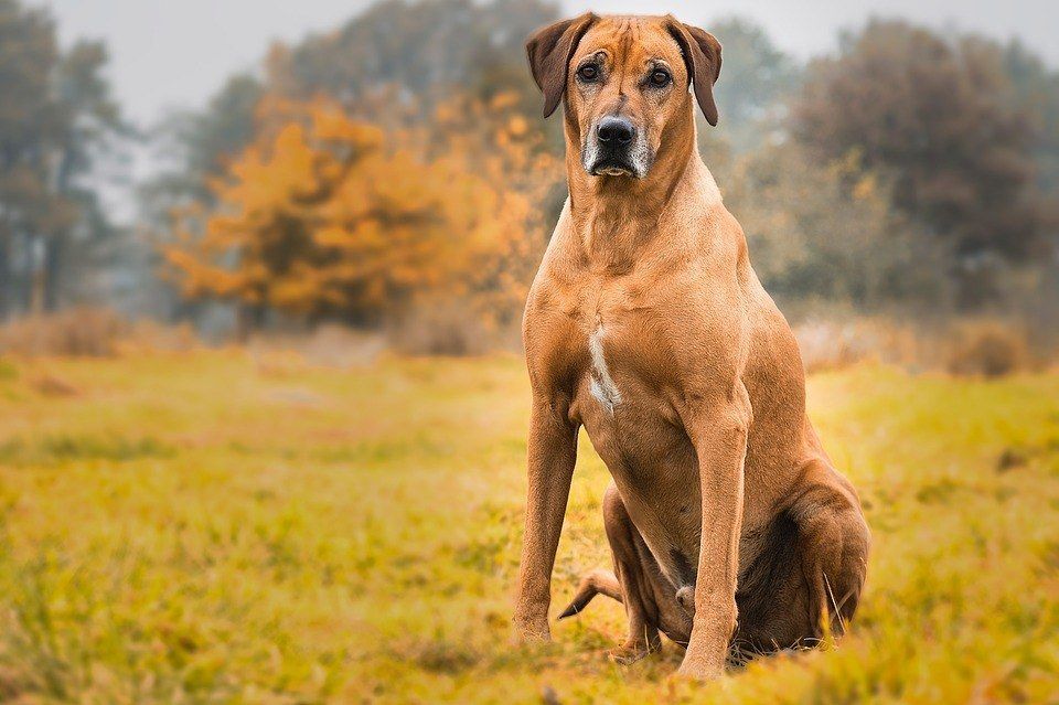 Ridgeback de Rodesia