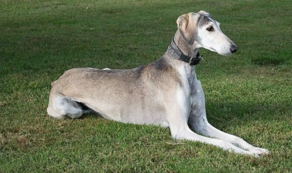 Saluki