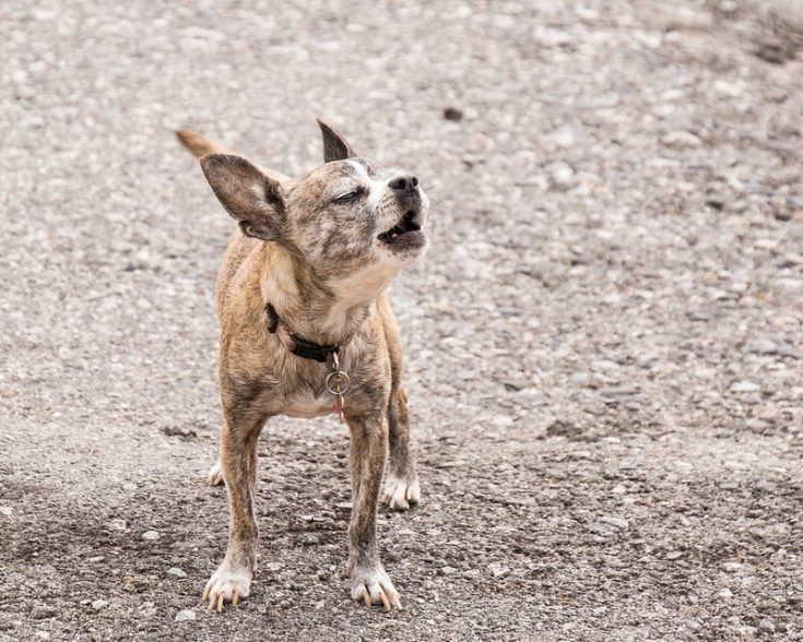 chihuahua haukub