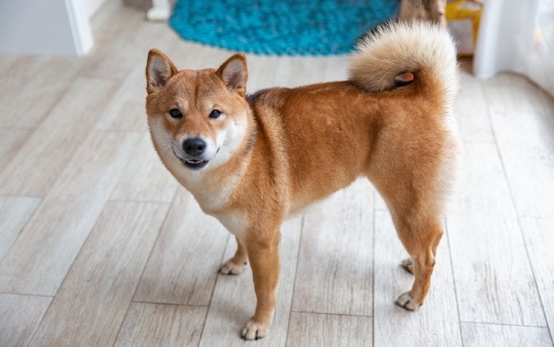 Fenka Shiba Inu v místnosti