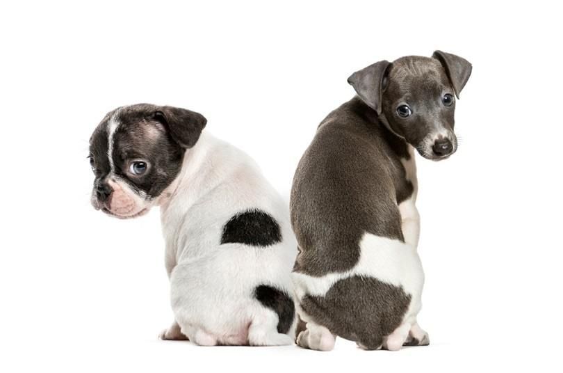 Boston terrier, italiensk greyhound valp