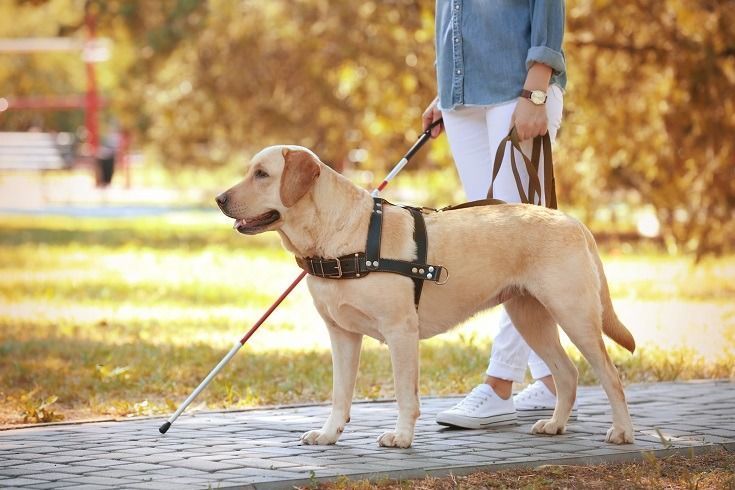 Servicehundlab