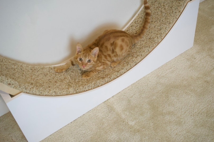 Hračka TT Build Cat Wheel