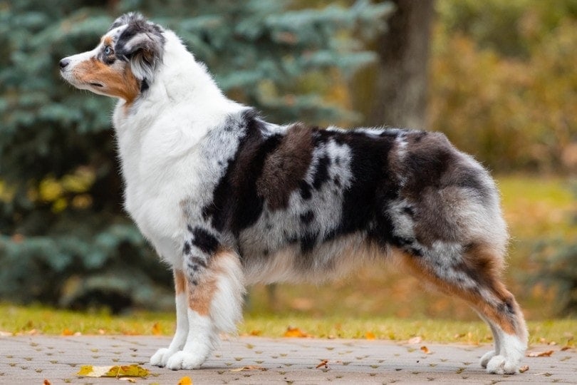 Blue Merle australský ovčák