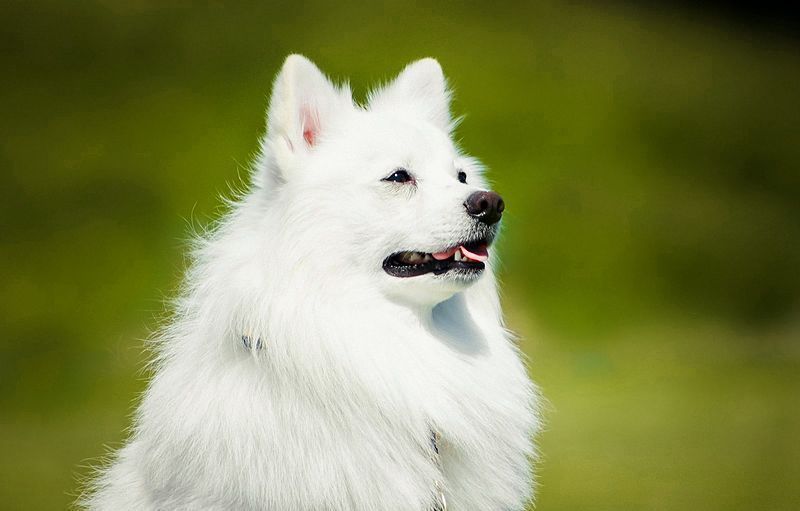 perro de Pomerania japones