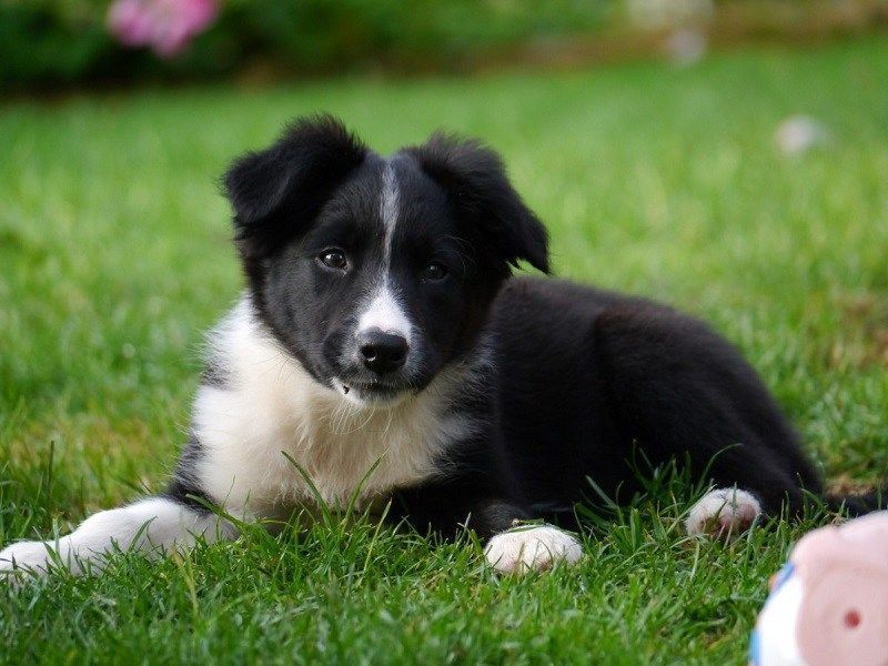 perro oso de carelia