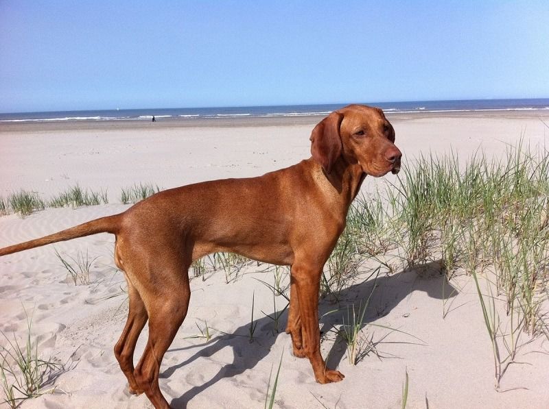 Coonhound de hueso rojo