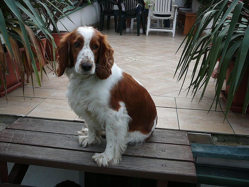 Springer Spaniel Galés
