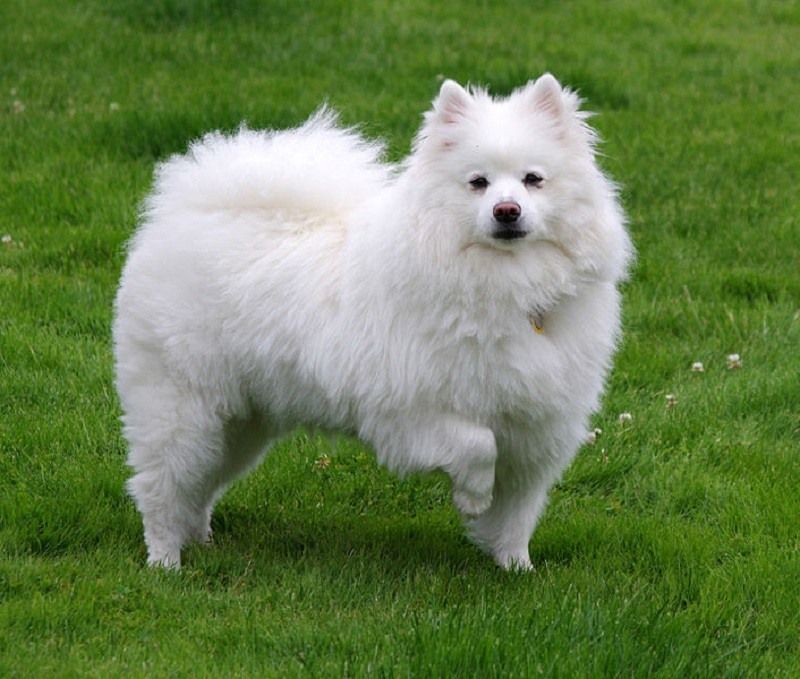 esquimal
