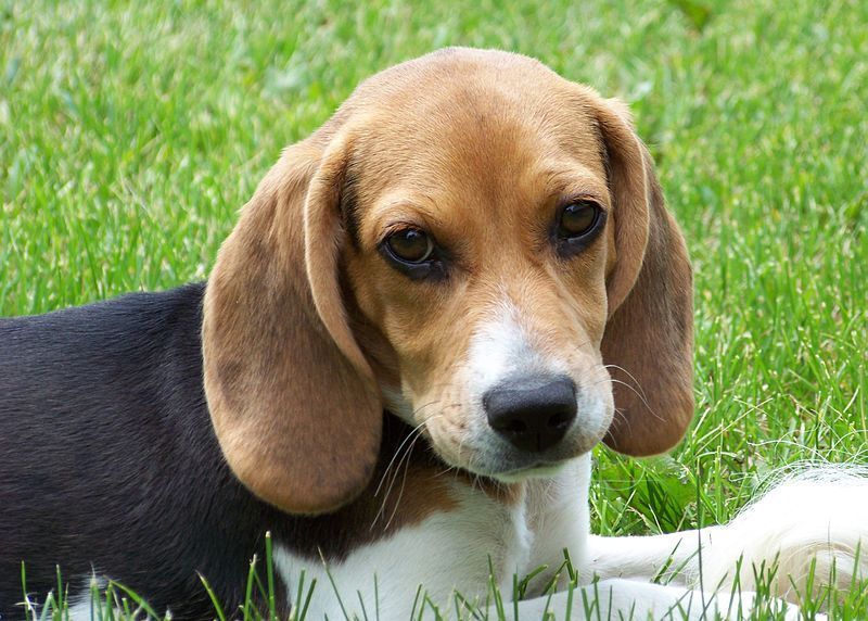 beagle