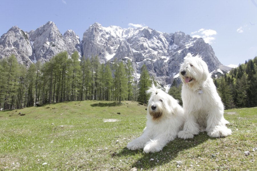 jihoruská ovcharka ve slovinsku_Monica Martinez DoAllo_shutterstock