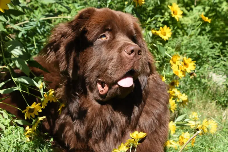 köpekler için papatya